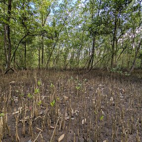 Manglar negro con el suelo cubierto de neumatóforos erguidos en el fango.