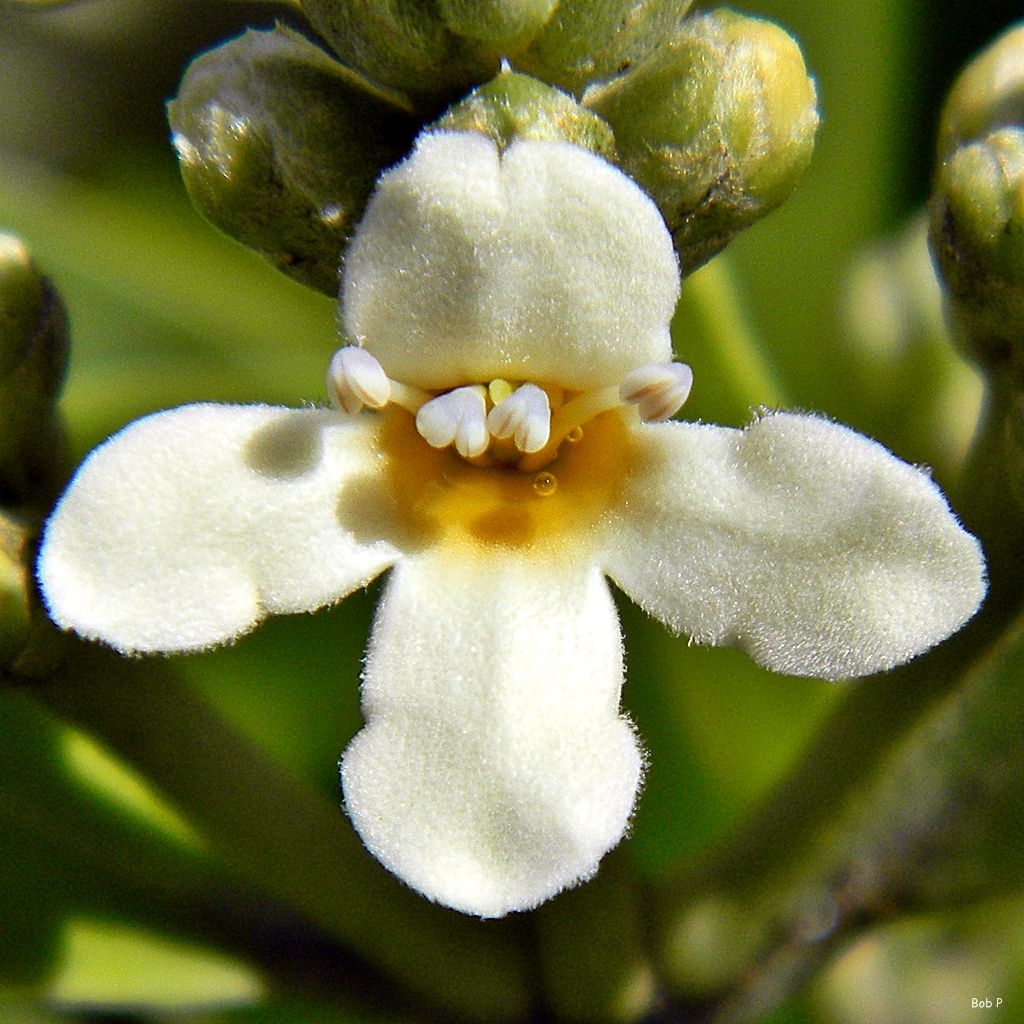Flor blanca y vellosa de mangle negro abierta junto a los botones verdes.