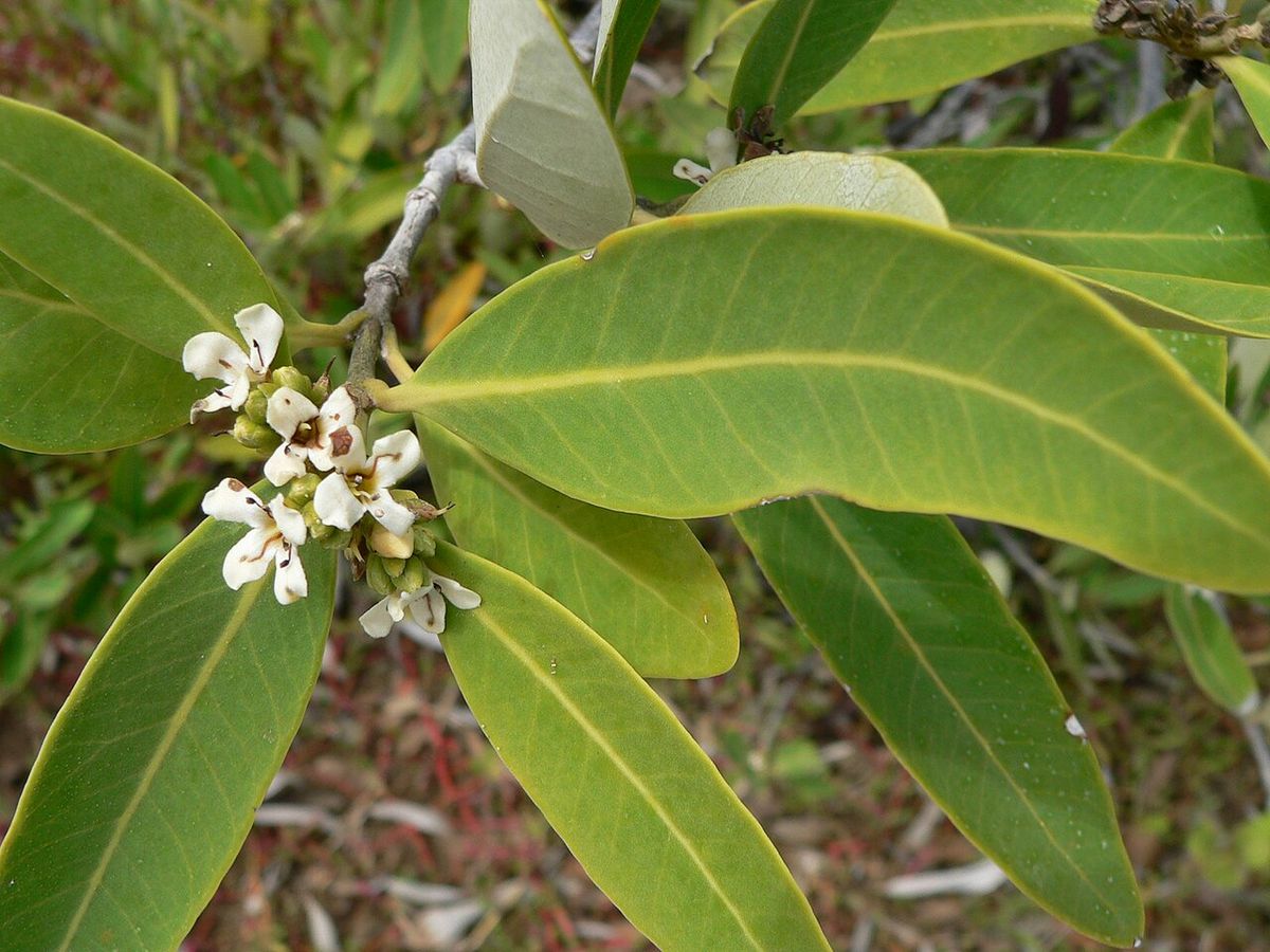 Flores blancas de mangle negro abiertas entre hojas alargadas y claras.