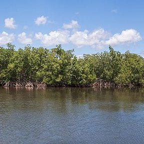 Isla de mangle rojo en medio de una laguna, con el cielo azul y nubes.