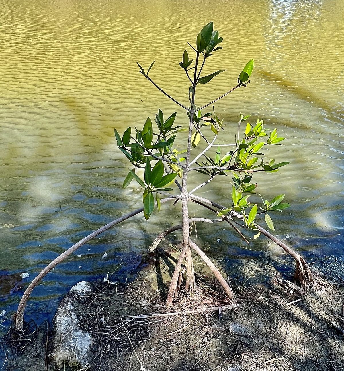 Mangle rojo joven sostenido por sus raíces zancudas en agua poco profunda.