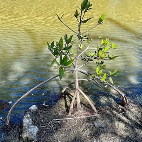 Mangle rojo joven sostenido por sus raíces zancudas en agua poco profunda.