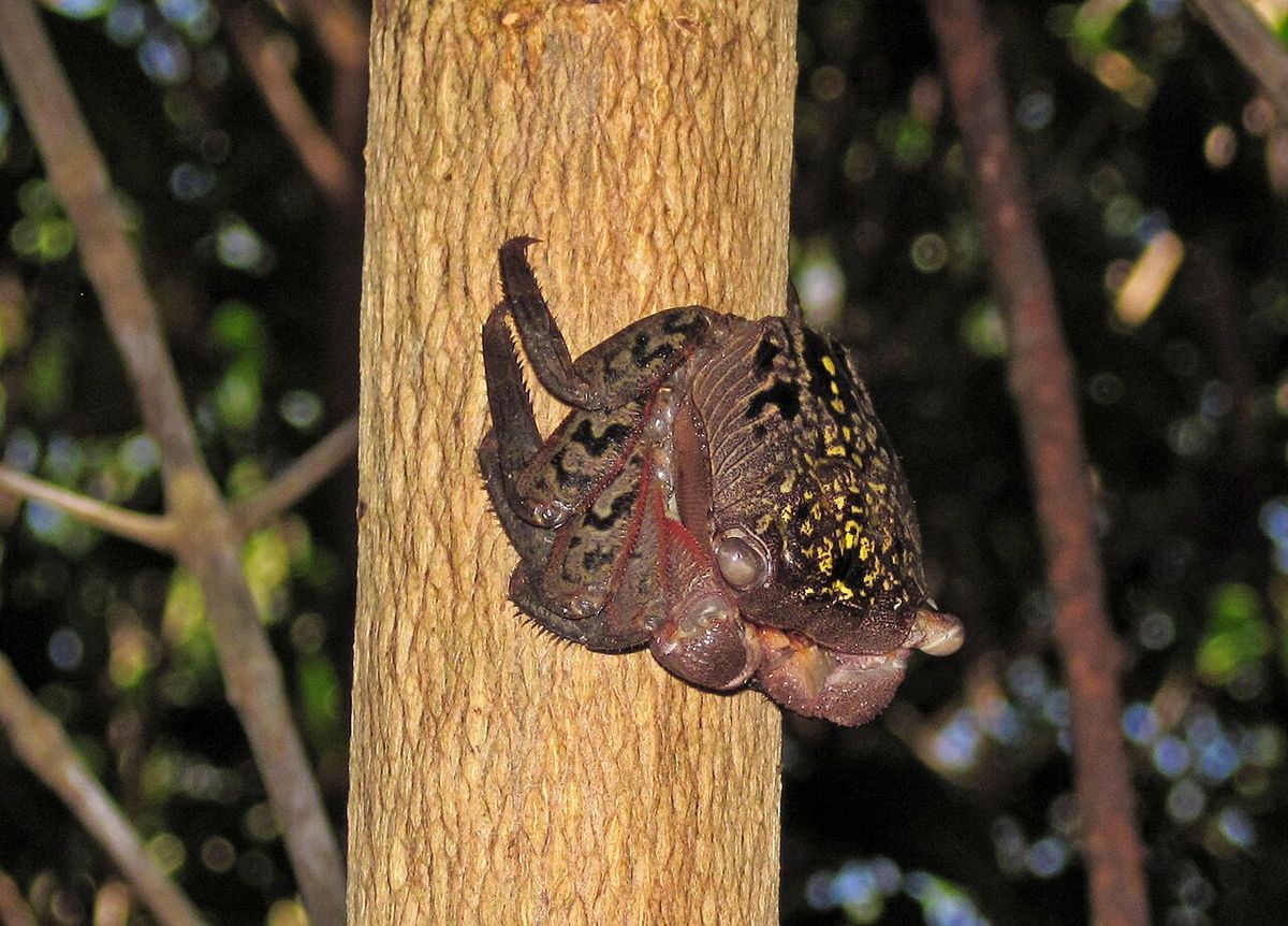 Una mariposa nocturna posada sobre el tronco claro de un mangle rojo.
