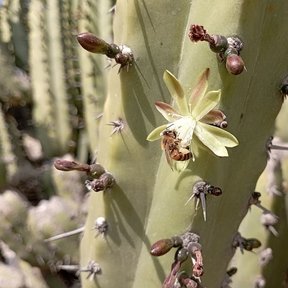 Flor clara de órgano abierta sobre la costilla del brazo, entre los botones.