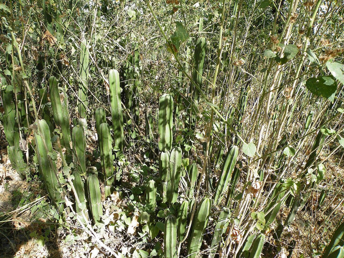 Órganos de brazos verticales creciendo apretados entre el matorral seco.