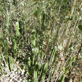Órganos de brazos verticales creciendo apretados entre el matorral seco.