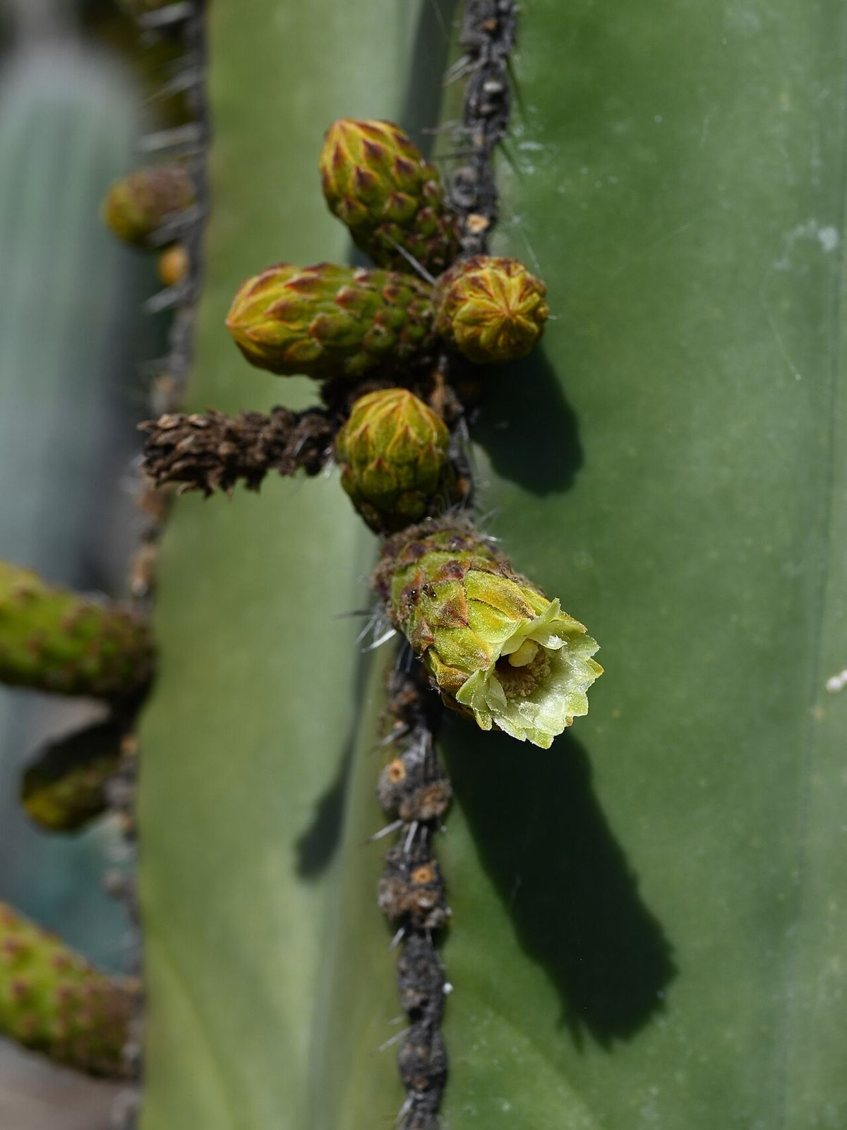Botones florales de órgano alineados en la costilla, uno ya abierto.