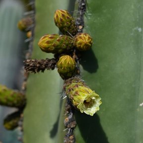 Botones florales de órgano alineados en la costilla, uno ya abierto.