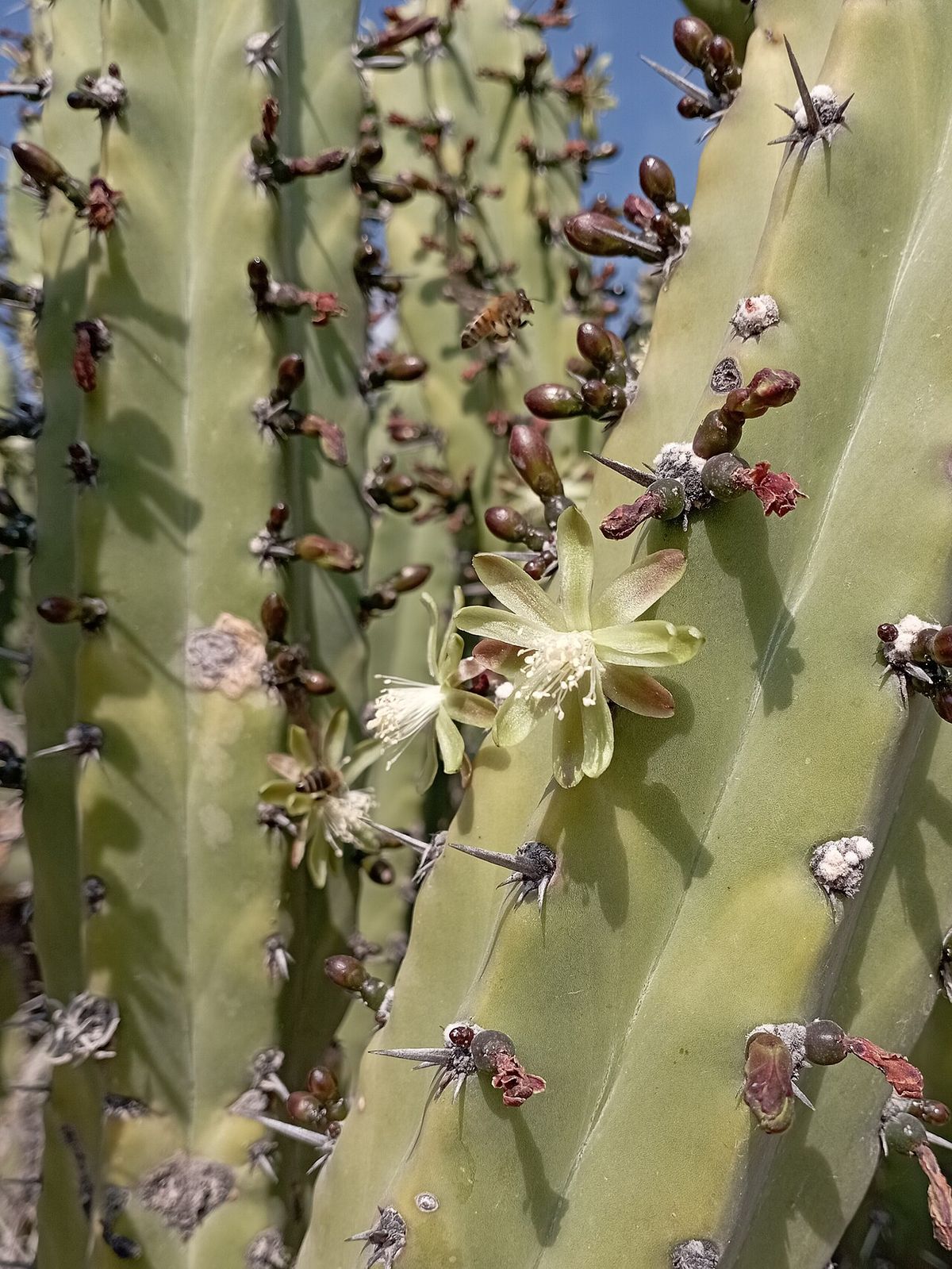 Flor de órgano abierta en el costado del brazo, con los frutos secos alrededor.