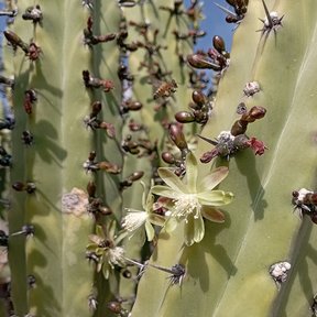 Flor de órgano abierta en el costado del brazo, con los frutos secos alrededor.