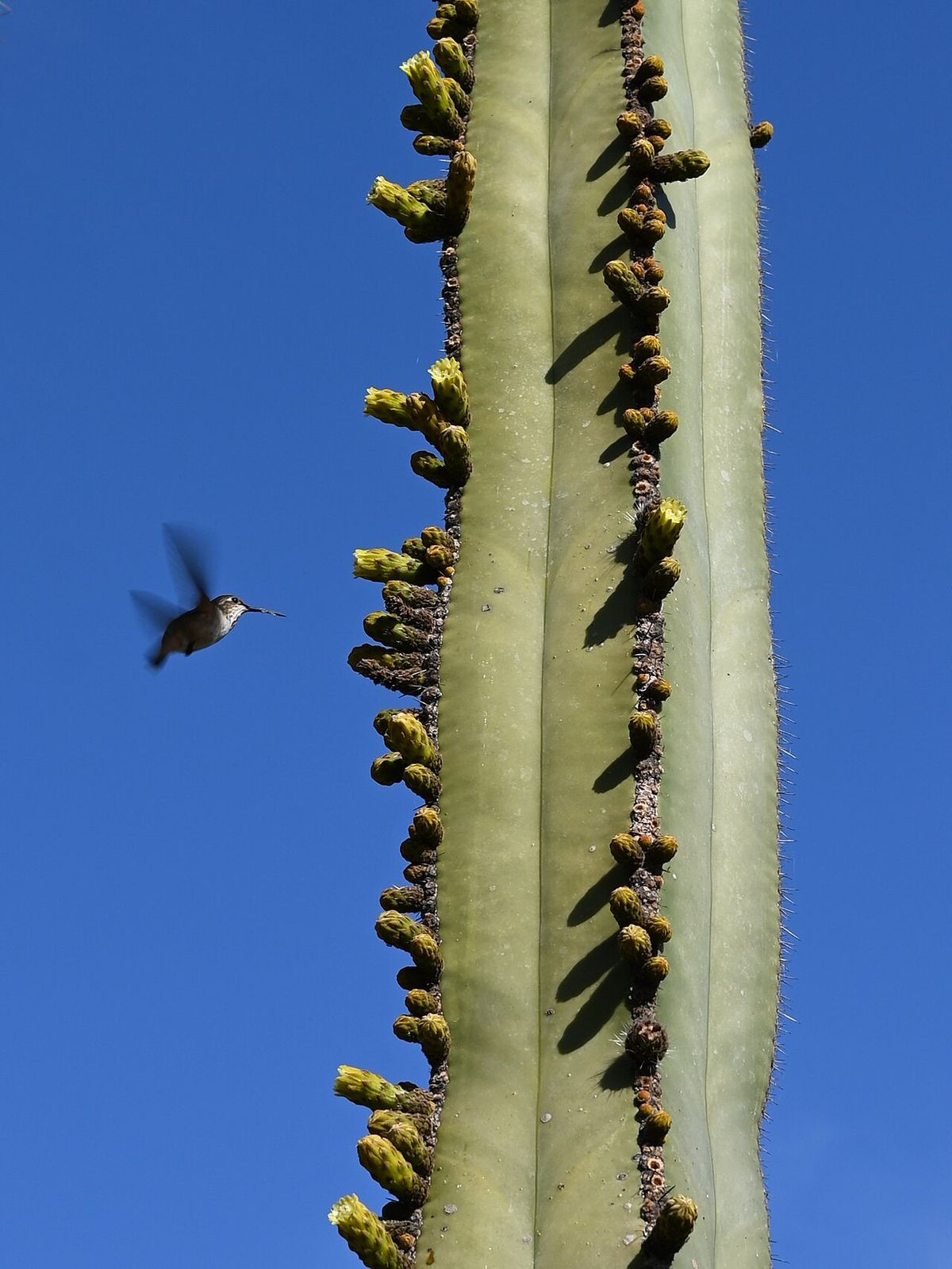 Brazo de órgano cargado de botones contra un cielo azul, con un colibrí volando.