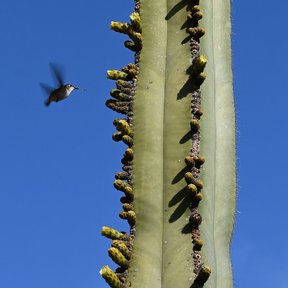 Brazo de órgano cargado de botones contra un cielo azul, con un colibrí volando.