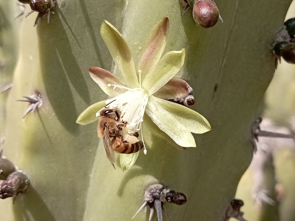 Abeja metida en una flor de órgano abierta sobre el brazo espinoso.
