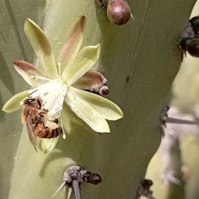 Abeja metida en una flor de órgano abierta sobre el brazo espinoso.