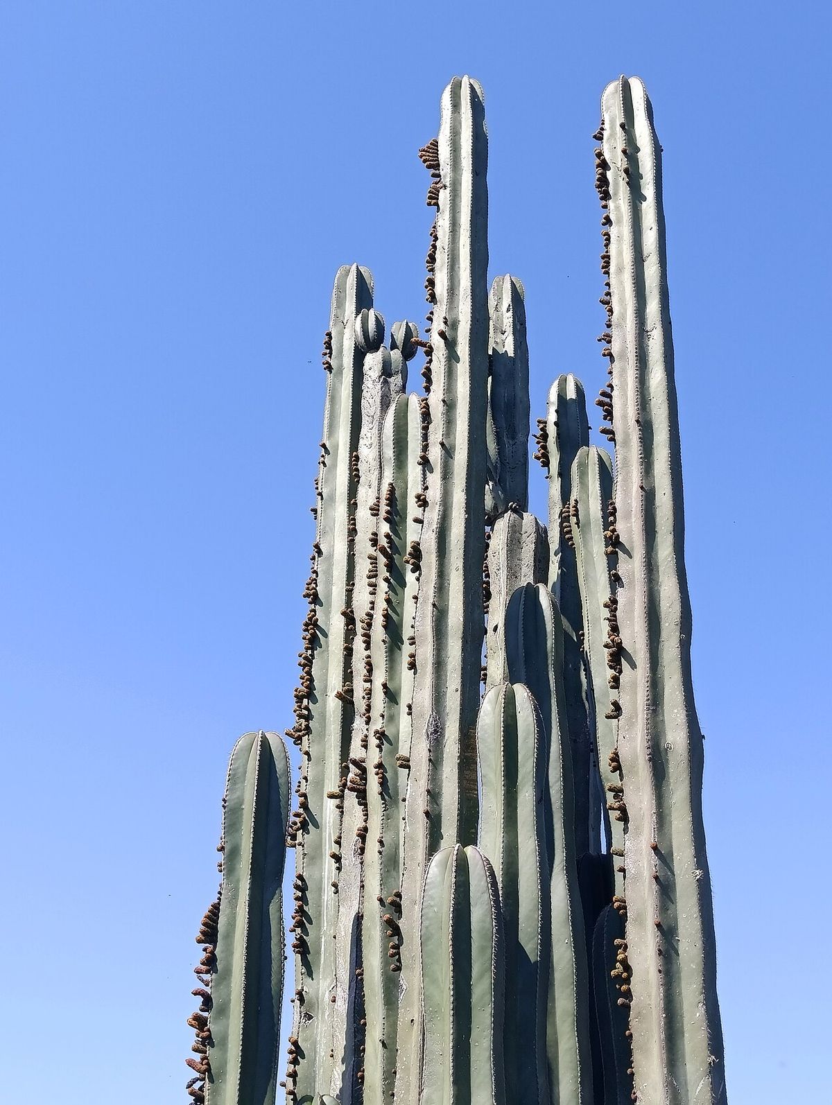 Órgano de muchos brazos verticales recortado contra un cielo azul.