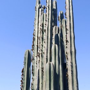 Órgano de muchos brazos verticales recortado contra un cielo azul.
