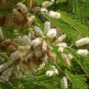 Ramas de subín cargadas de espigas florales claras y hojas plumosas.