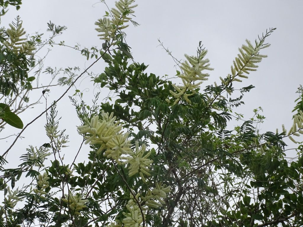 Copa de subín con las espigas de flor levantadas contra un cielo blanco.