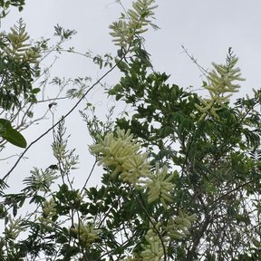 Copa de subín con las espigas de flor levantadas contra un cielo blanco.