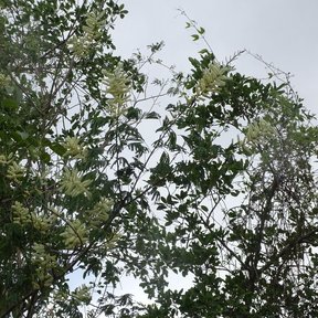 Copa de subín con las ramas abiertas y el follaje ralo contra el cielo.