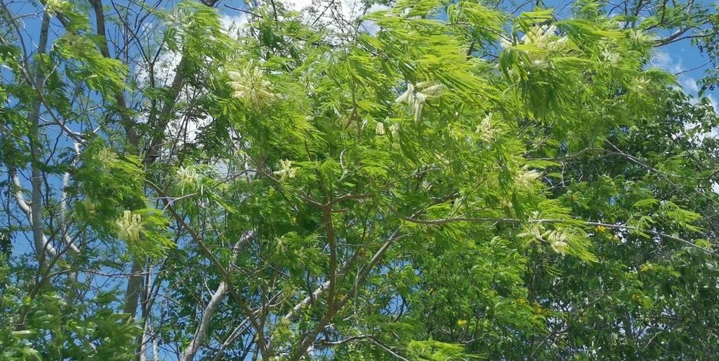 Subín de copa amplia y follaje plumoso recortado contra un cielo azul.