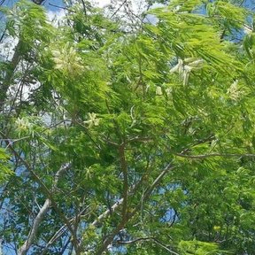 Subín de copa amplia y follaje plumoso recortado contra un cielo azul.