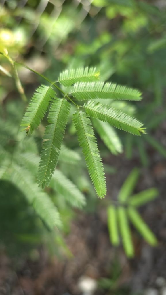 Hoja bipinnada de subín con los folíolos menudos, vista de cerca.