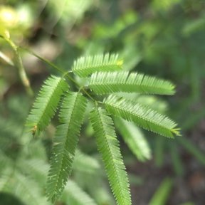 Hoja bipinnada de subín con los folíolos menudos, vista de cerca.