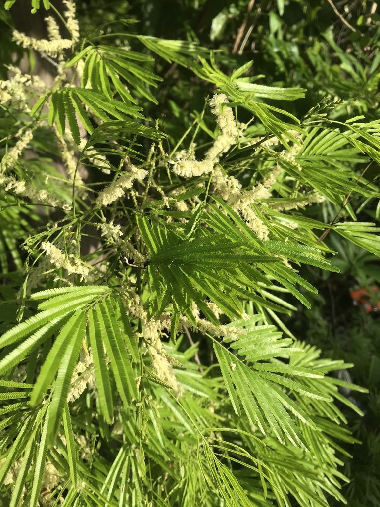 Espigas florales de subín asomando entre las hojas plumosas y verdes.