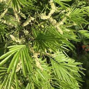 Espigas florales de subín asomando entre las hojas plumosas y verdes.