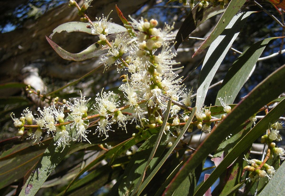 Espigas de flor blanca y filamentosa de melaleuca entre hojas lanceoladas.