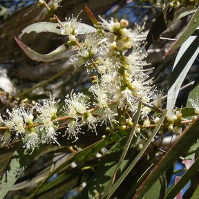 Espigas de flor blanca y filamentosa de melaleuca entre hojas lanceoladas.