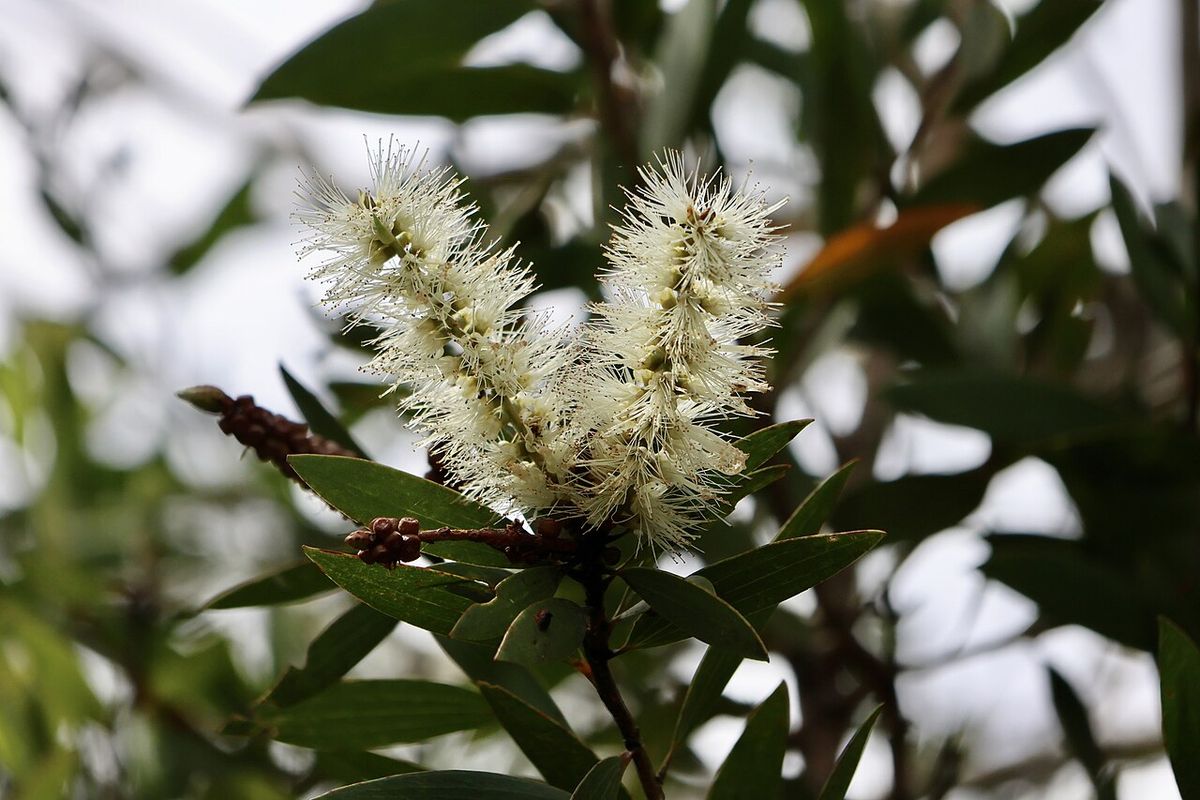 Dos espigas de flor crema de melaleuca sobre ramillas de hoja oscura.