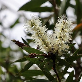Dos espigas de flor crema de melaleuca sobre ramillas de hoja oscura.