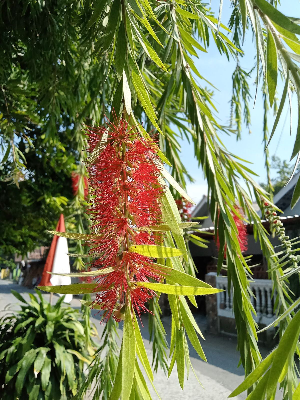 Espiga de flor roja de un cepillo de botella junto a un camino, entre follaje colgante.