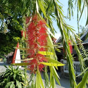 Espiga de flor roja de un cepillo de botella junto a un camino, entre follaje colgante.