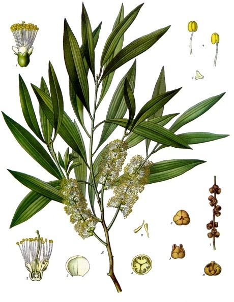 Lámina botánica de la melaleuca con la rama, la espiga de flor y cortes del fruto.