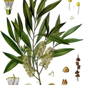 Lámina botánica de la melaleuca con la rama, la espiga de flor y cortes del fruto.