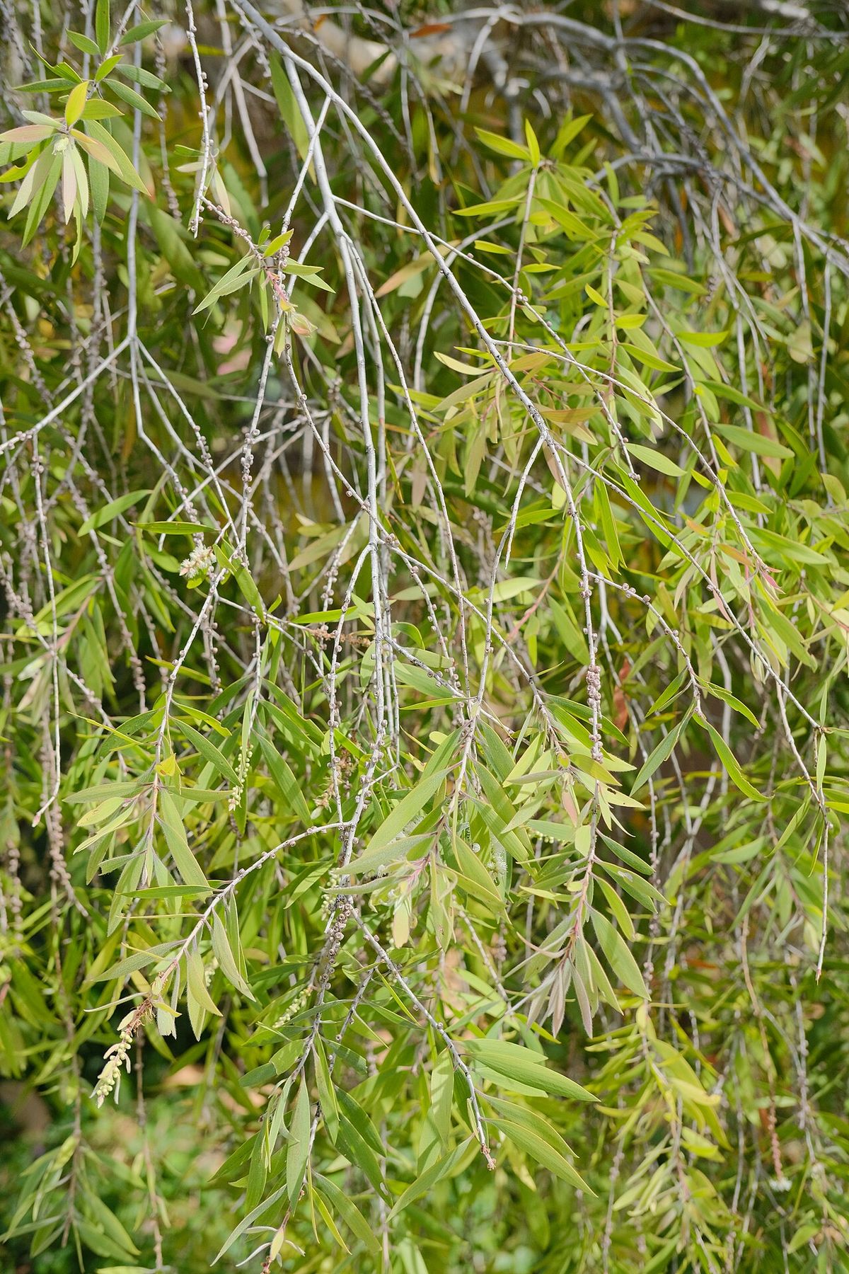 Follaje colgante de melaleuca con las espigas de flor clara entre las hojas.