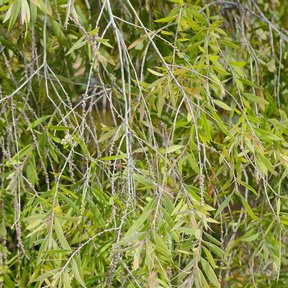 Follaje colgante de melaleuca con las espigas de flor clara entre las hojas.