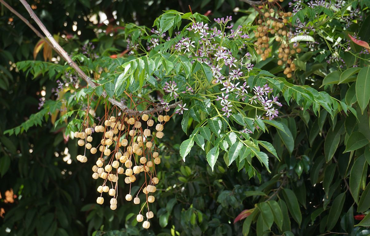 Racimos de frutos amarillentos de paraíso colgando junto a las flores lilas.
