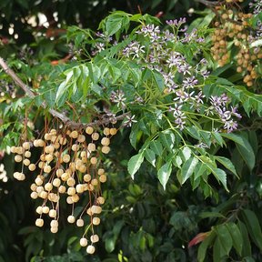 Racimos de frutos amarillentos de paraíso colgando junto a las flores lilas.