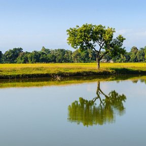 Paraíso de copa redonda a la orilla de un estanque, con su reflejo en el agua.