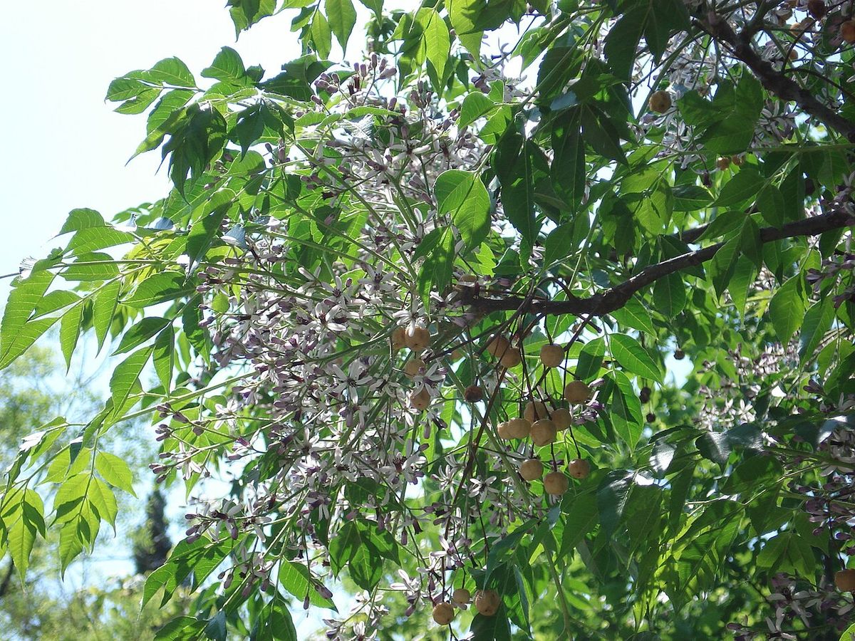 Rama de paraíso cubierta de flores lilas y menudas entre el follaje verde.