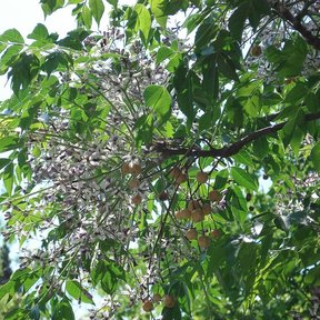 Rama de paraíso cubierta de flores lilas y menudas entre el follaje verde.