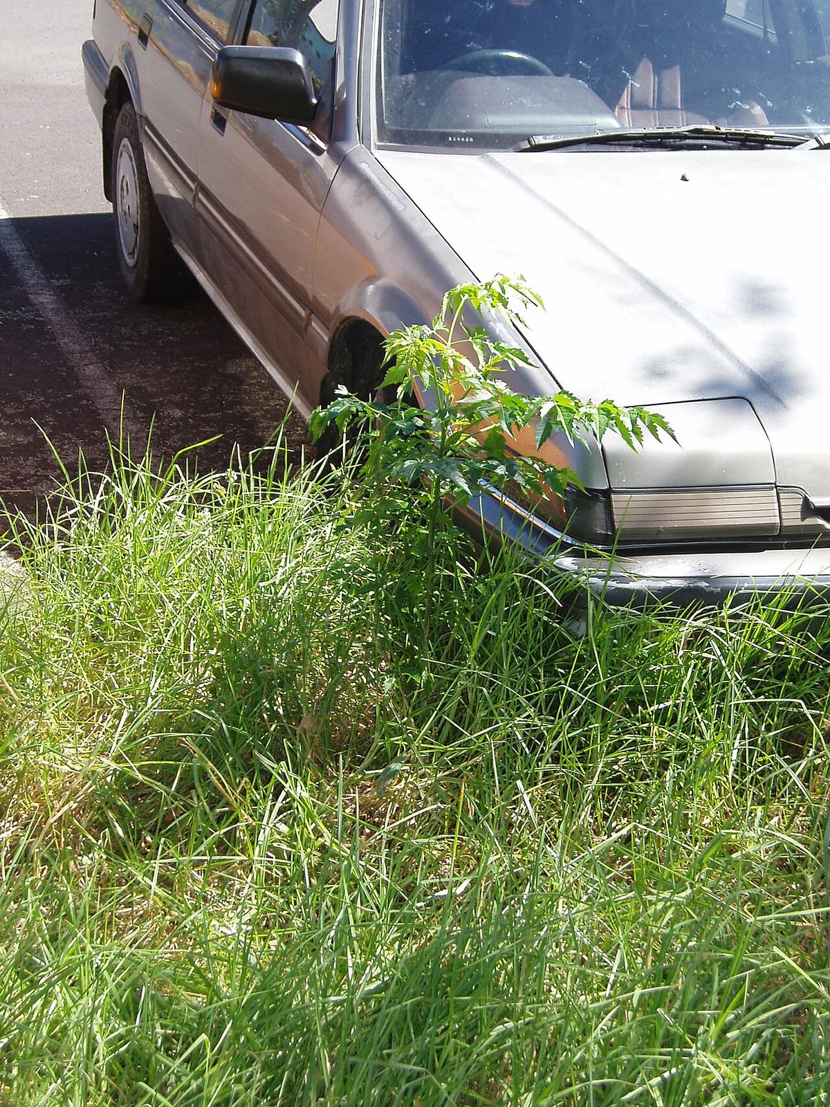 Un paraíso brotando entre el zacate junto a un coche viejo estacionado.