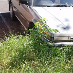 Un paraíso brotando entre el zacate junto a un coche viejo estacionado.