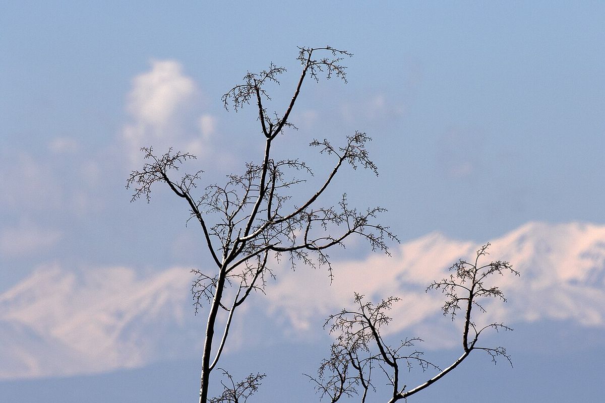Ramas desnudas de paraíso cargadas de frutos secos, con la sierra nevada al fondo.