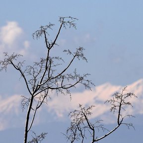 Ramas desnudas de paraíso cargadas de frutos secos, con la sierra nevada al fondo.
