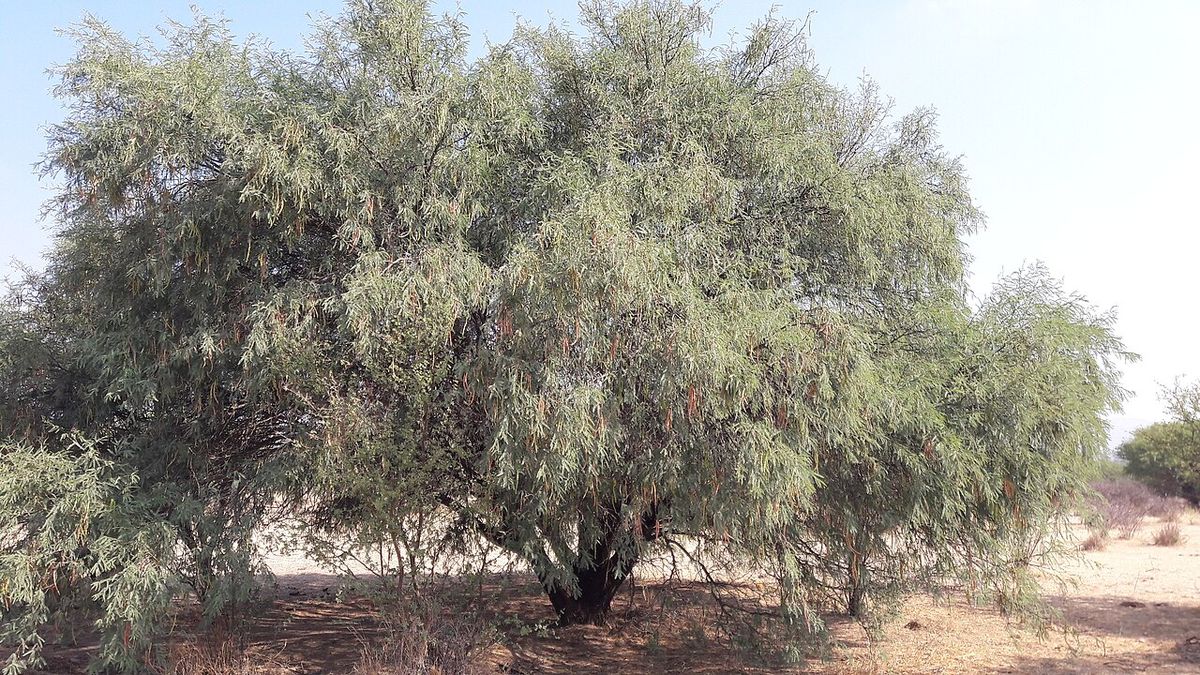 Mezquite de copa ancha y ramas bajas sobre un llano de tierra seca.